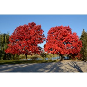 Javor horský (Acer pseudoplatanus) ´REGAL PETTICOAT´ ® - výška 200-280 cm, obvod kmeňa 4/6 cm, kont. C20L